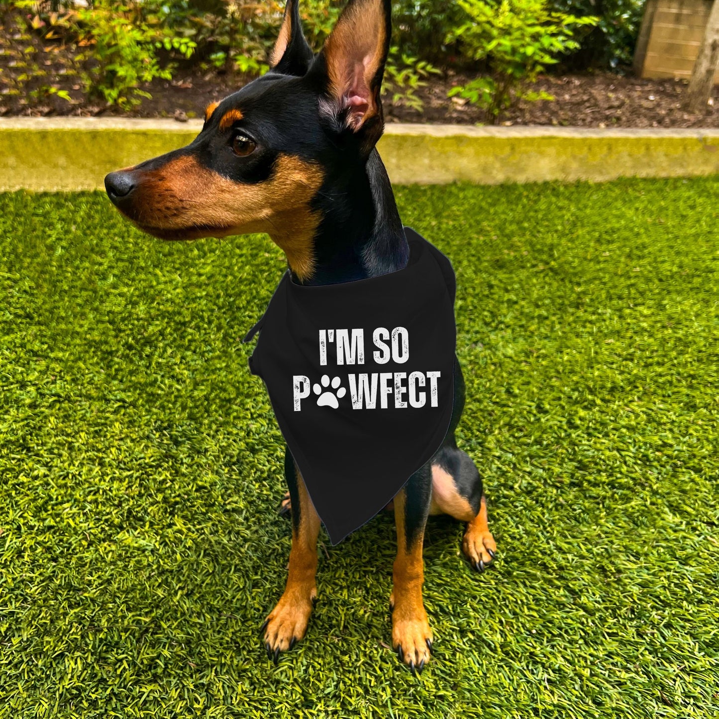 "I'm SO Pawfect" Dog Bandana