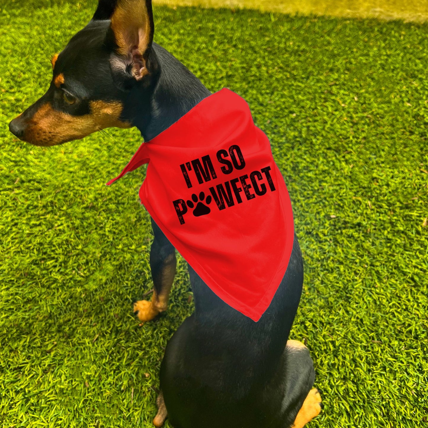 "I'm SO Pawfect" Dog Bandana