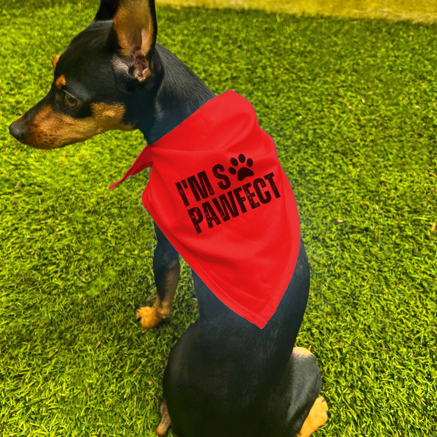 "I'm So PAWfect" Dog Bandana