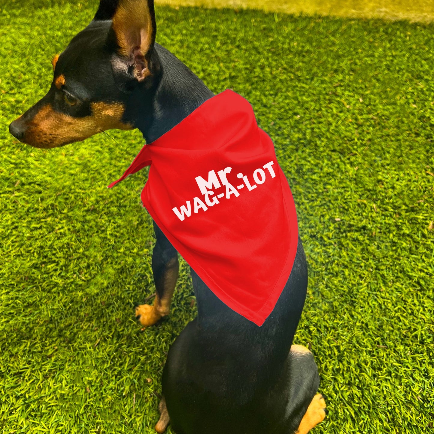 "Mr. Wag-A-Lot" Dog Bandana