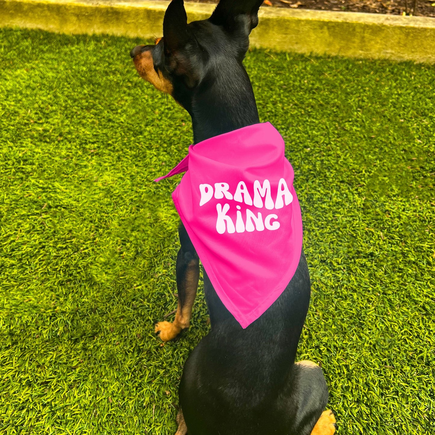 "Drama King" Retro Wave Dog Bandana