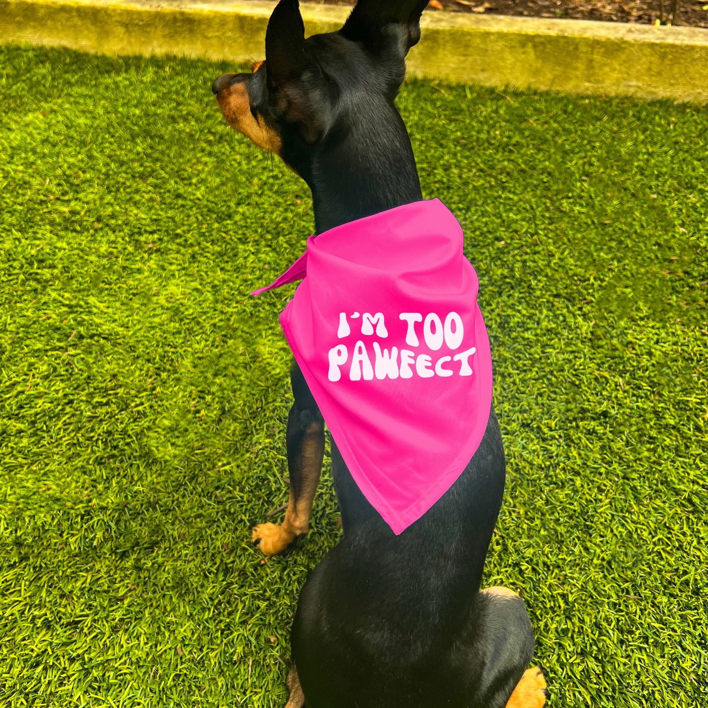 "I'm Too Pawfect" Dog Bandana