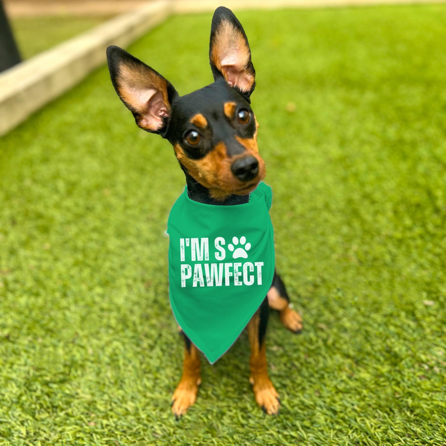 "I'm So PAWfect" Dog Bandana