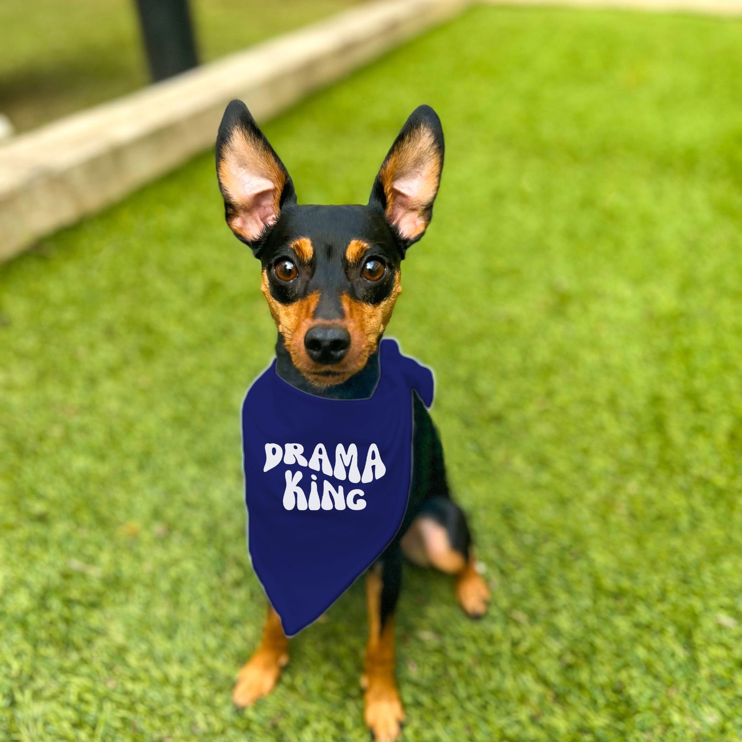 "Drama King" Retro Wave Dog Bandana
