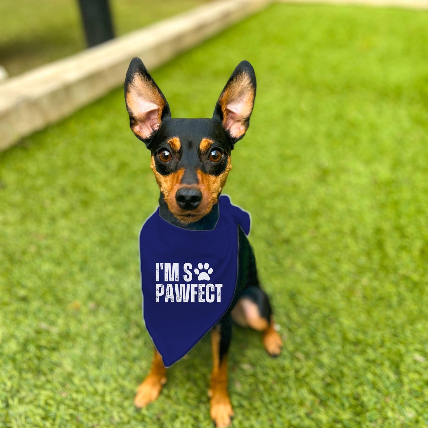"I'm So PAWfect" Dog Bandana