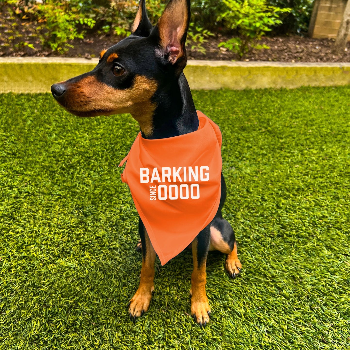 "Barking Since 0000" Custom Dog Bandana