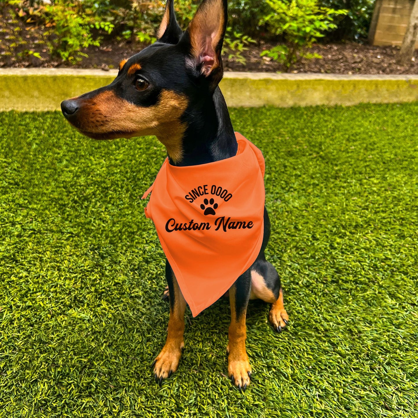 "Since 0000" Custom Dog Bandana