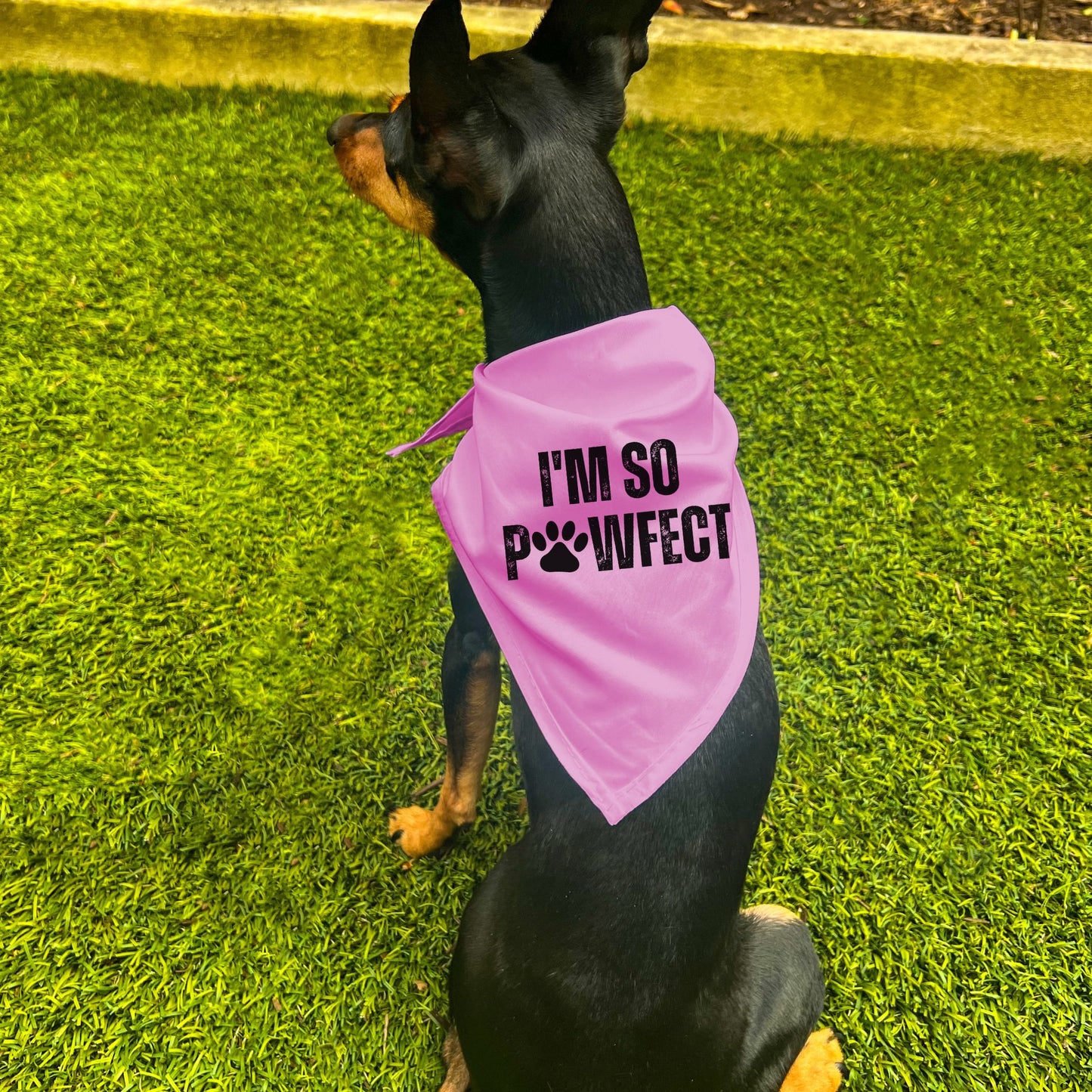 "I'm SO Pawfect" Dog Bandana