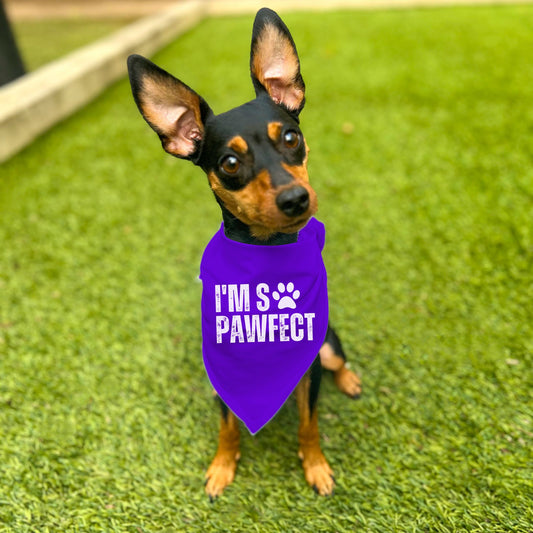 "I'm So PAWfect" Dog Bandana