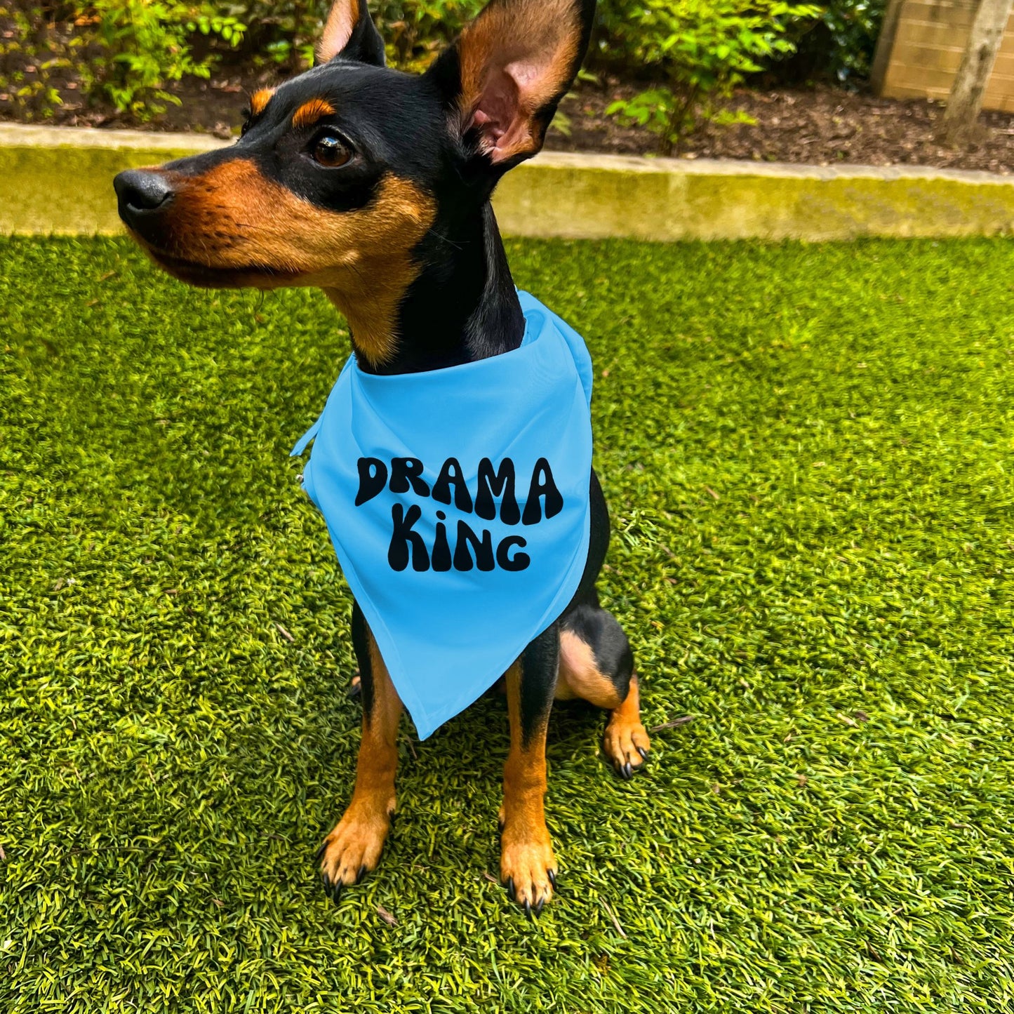 "Drama King" Retro Wave Dog Bandana