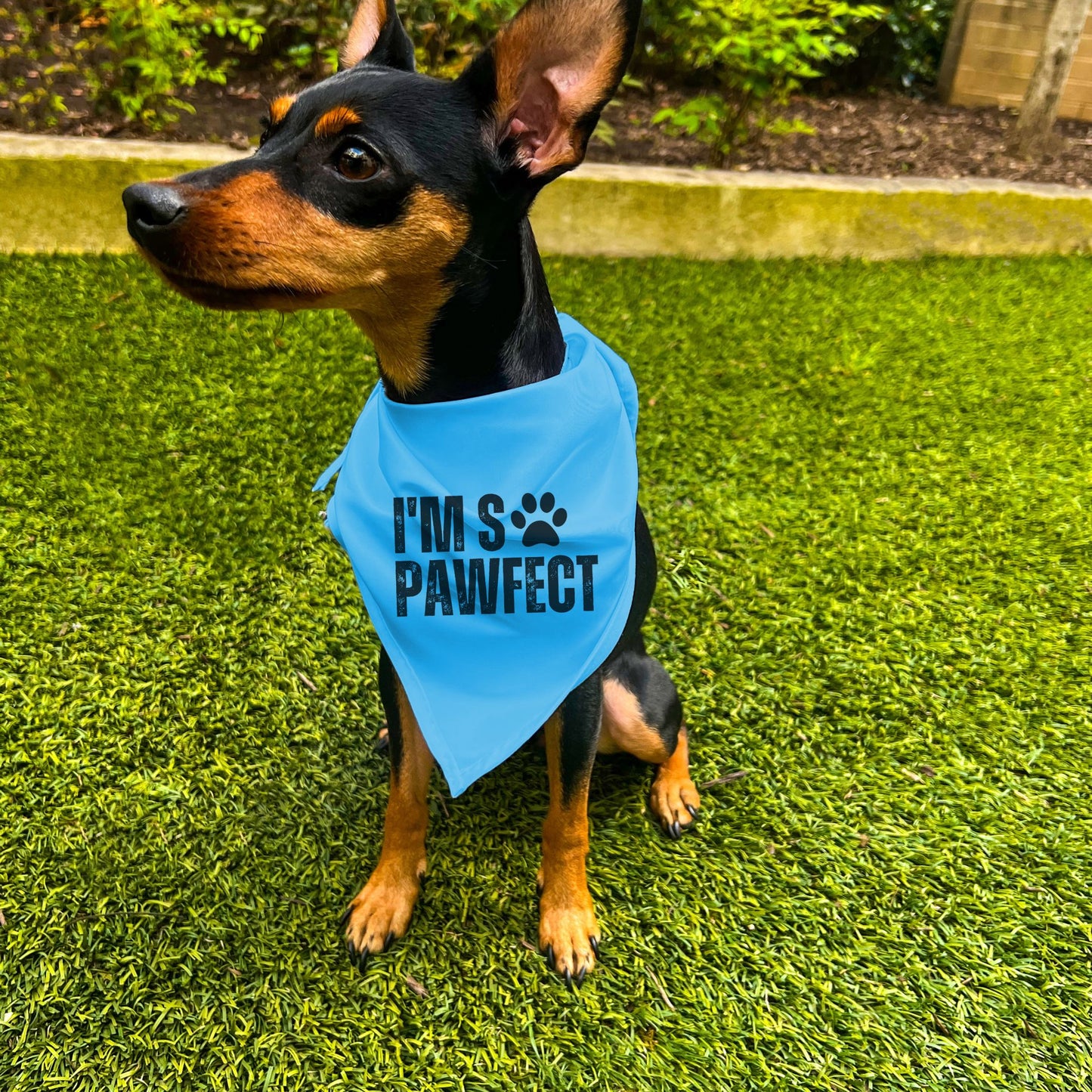 "I'm So PAWfect" Dog Bandana