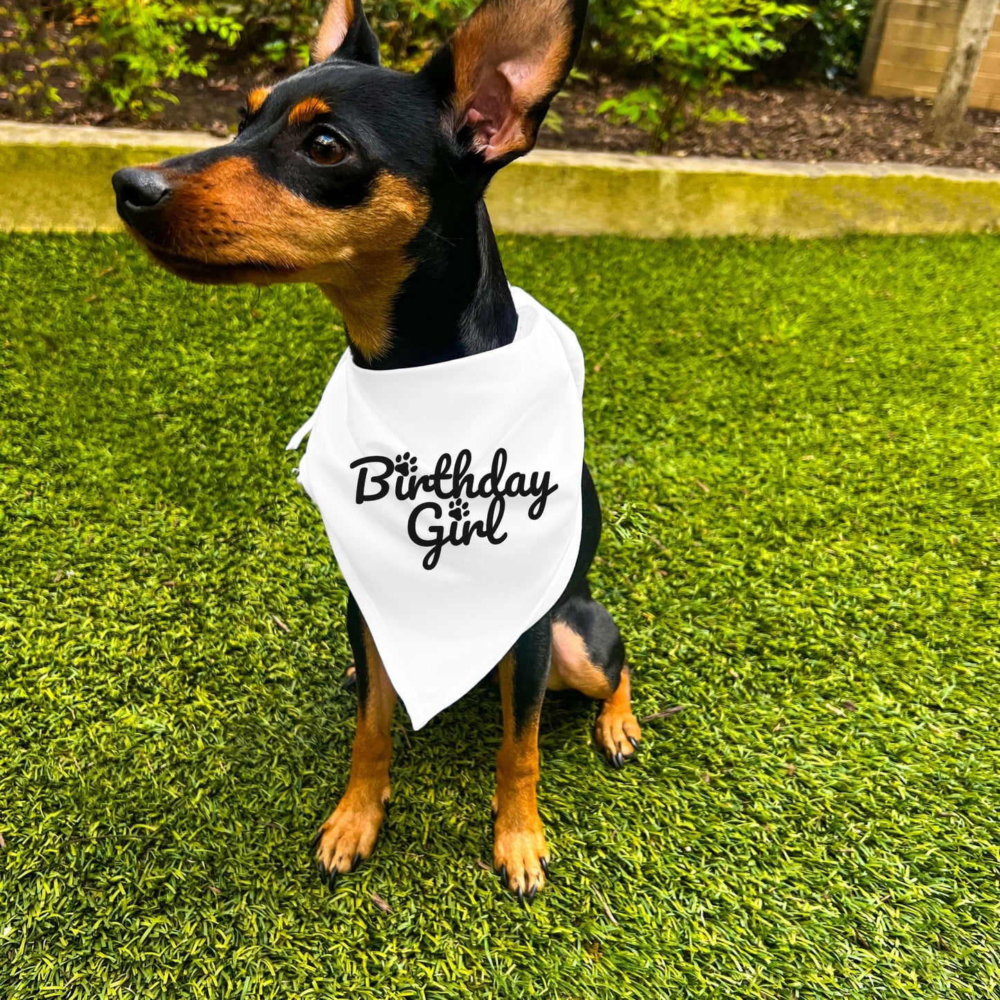 "Birthday Girl" Dog Bandana