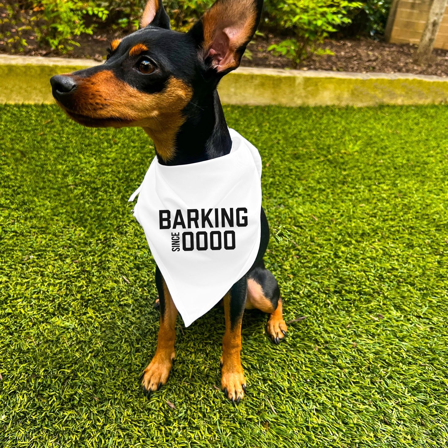 "Barking Since 0000" Custom Dog Bandana