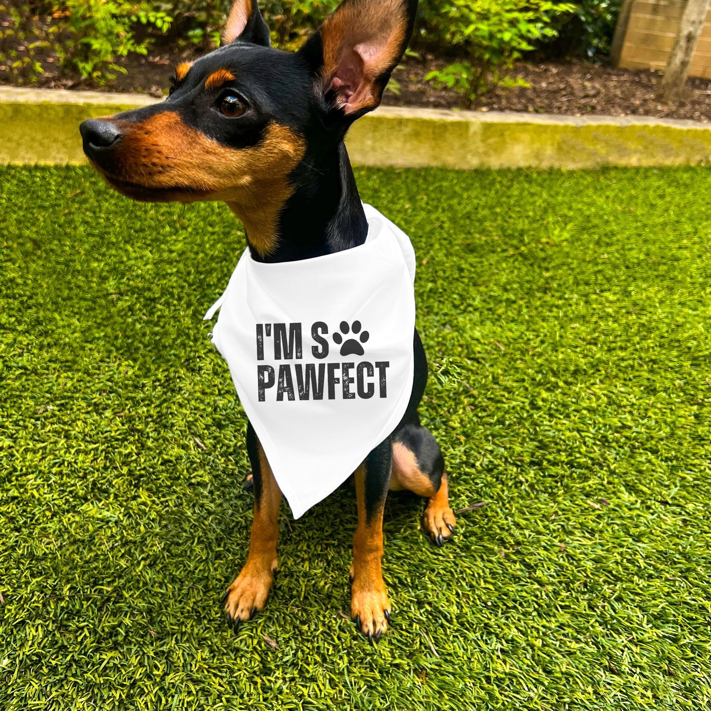 "I'm So PAWfect" Dog Bandana