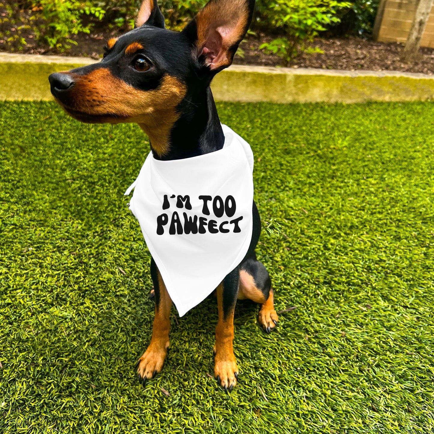 "I'm Too Pawfect" Dog Bandana