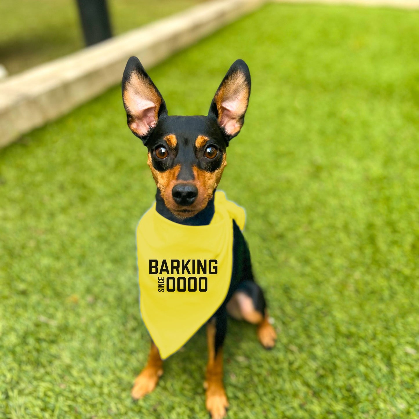 "Barking Since 0000" Custom Dog Bandana