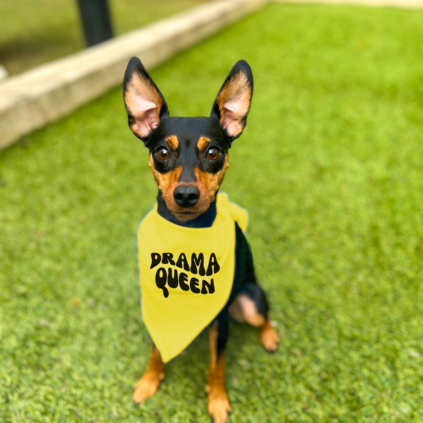 "Drama Queen" Retro Wave Dog Bandana