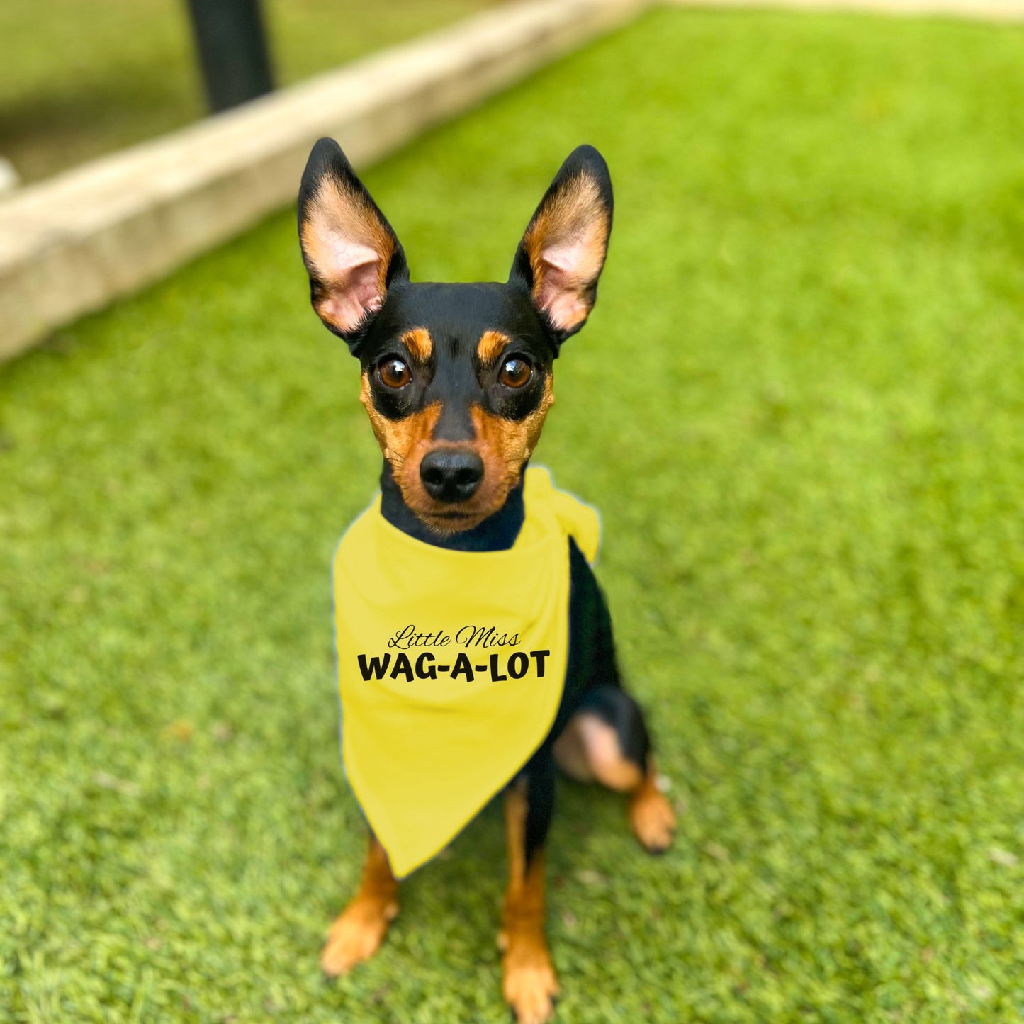 "Little Miss Wag-A-Lot" Dog Bandana