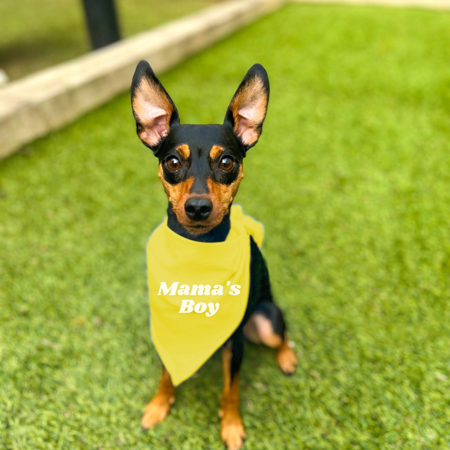 "Mama's Boy" Dog Bandana