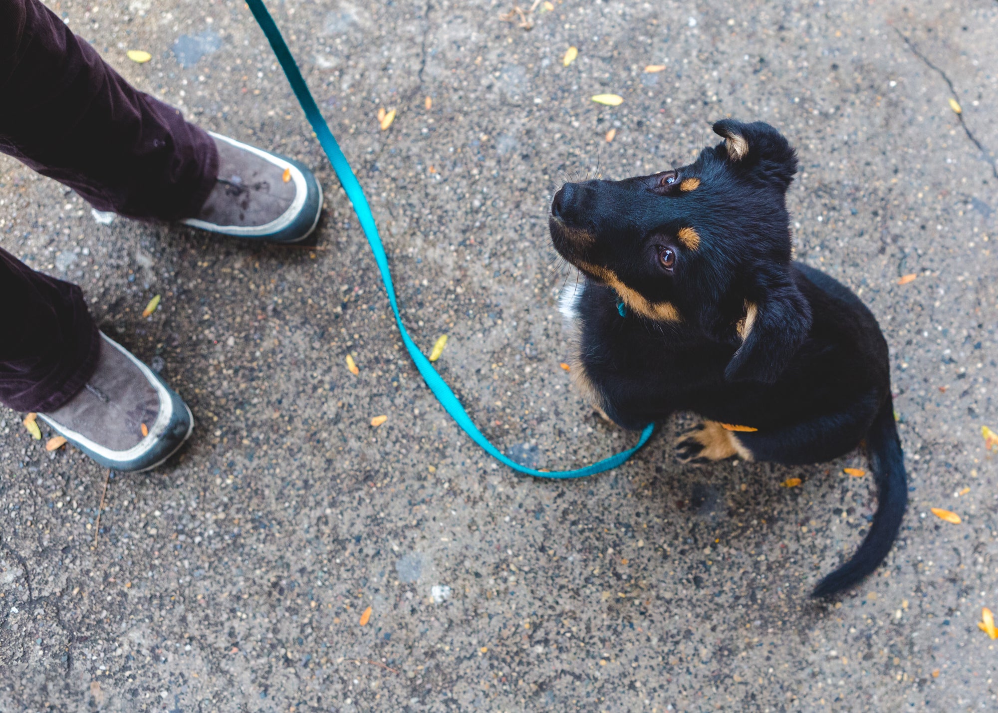 Save R Us Essential Guide to Puppy Training: Building a Strong Foundation ...
