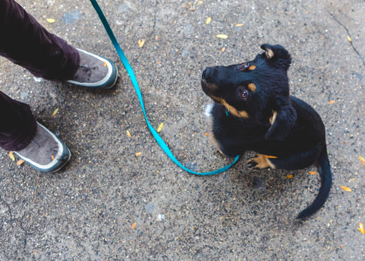 Essential Guide to Puppy Training: Building a Strong Foundation