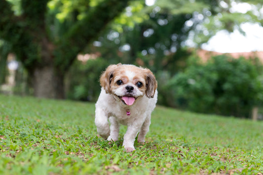 Keeping Tail Wags and Minds Engaged: A Guide to Dog Exercise and Enrichment