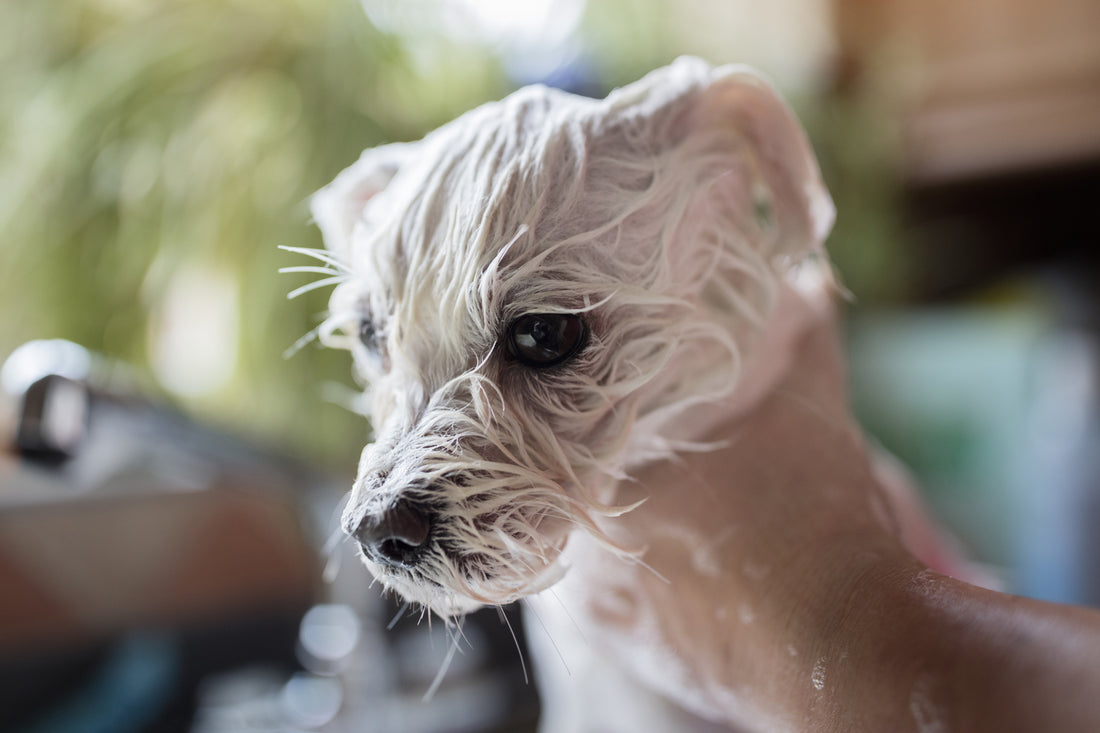 The Ultimate Guide to Dog Grooming and Hygiene: Keeping Your Furry Friend Fresh and Healthy