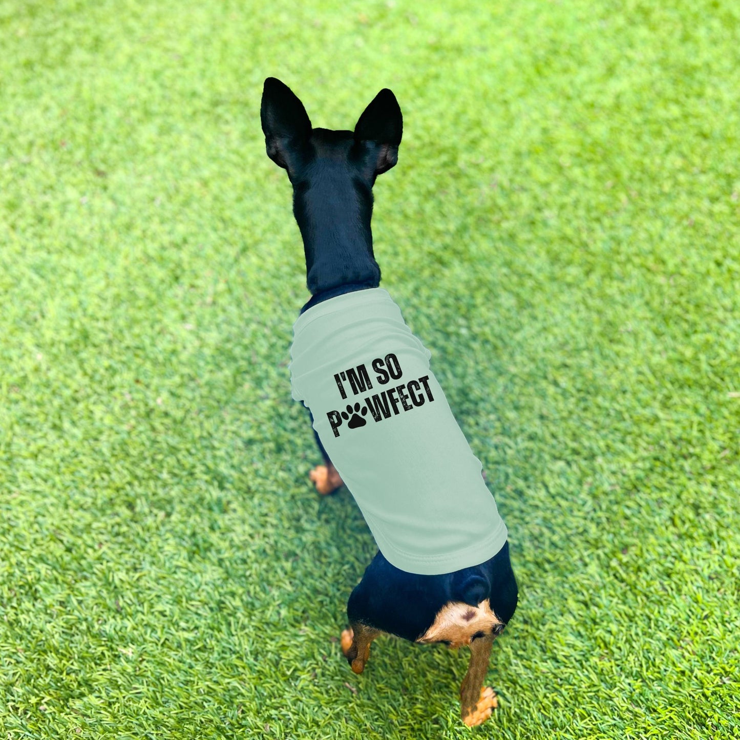 "I'm So PAWfect" Dog Shirt