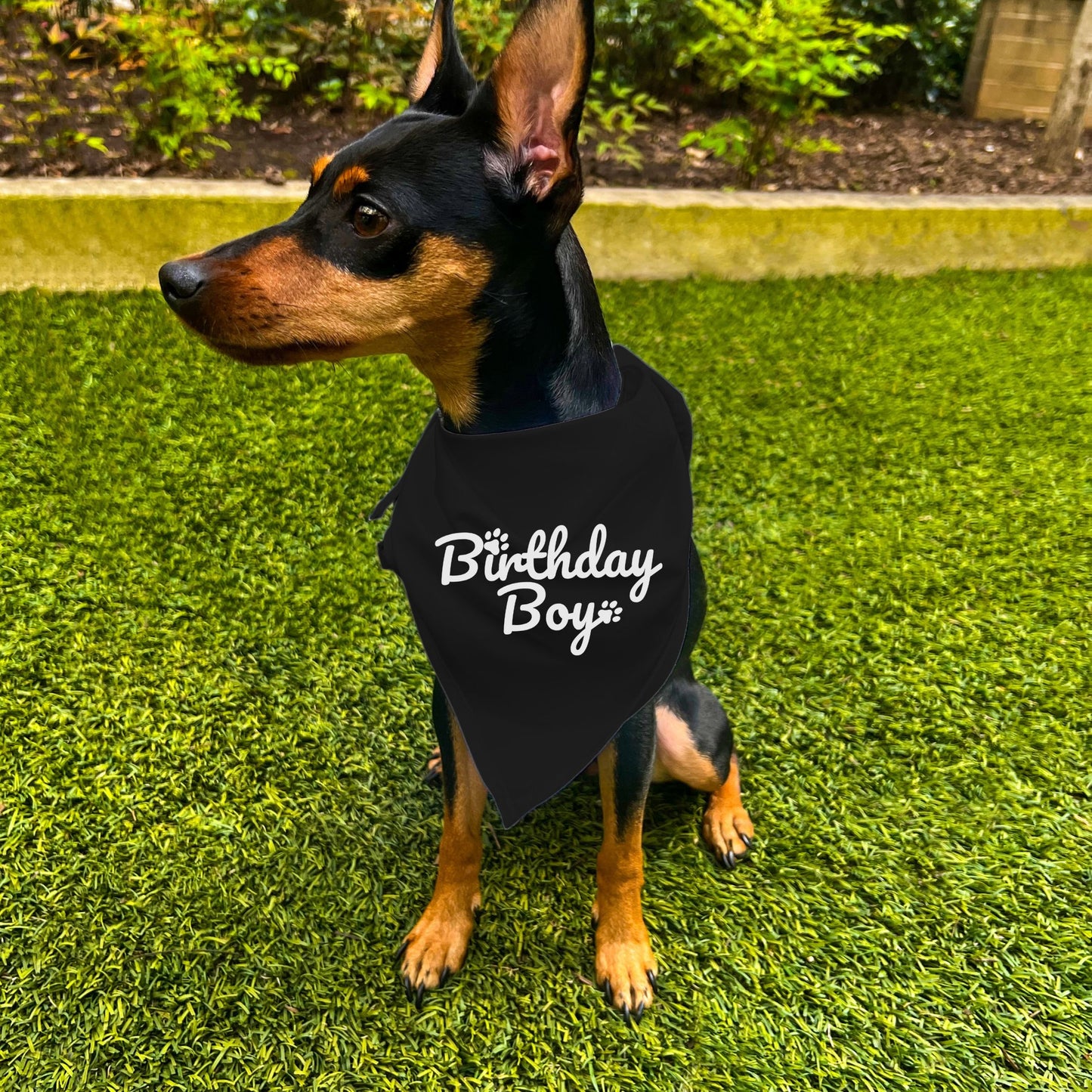 "Birthday Boy" Dog Bandana