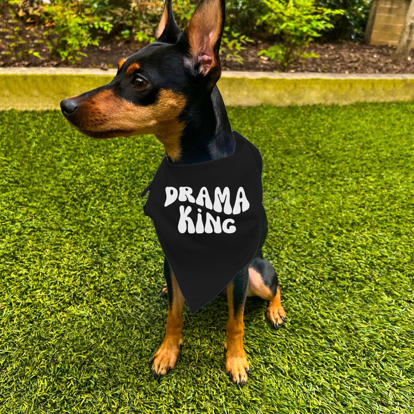 "Drama King" Retro Wave Dog Bandana