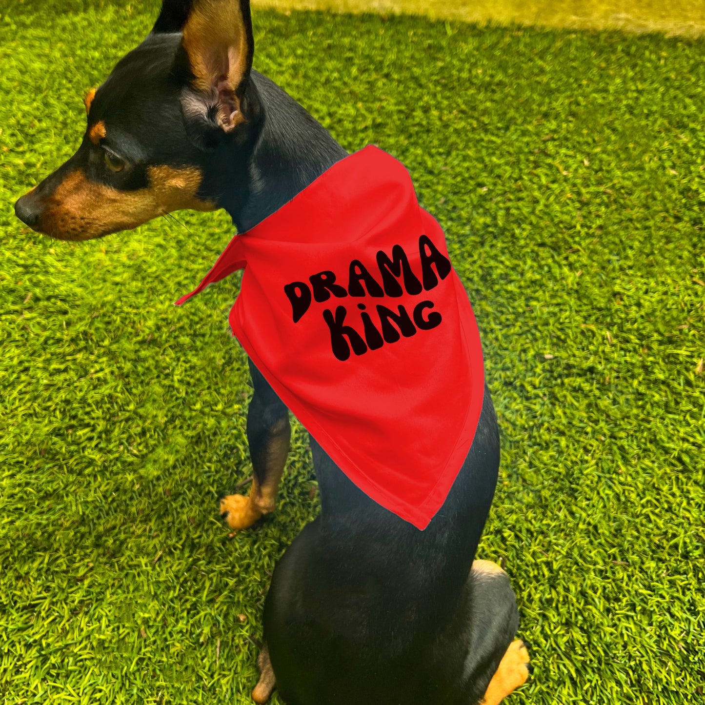 "Drama King" Retro Wave Dog Bandana