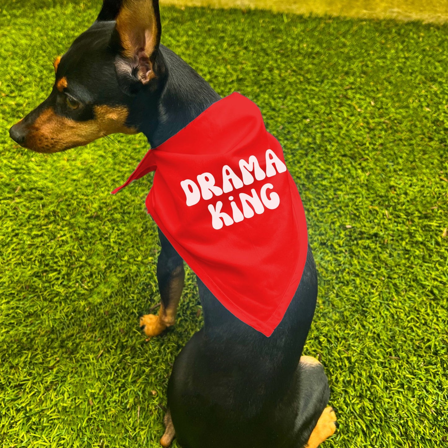 "Drama King" Retro Wave Dog Bandana