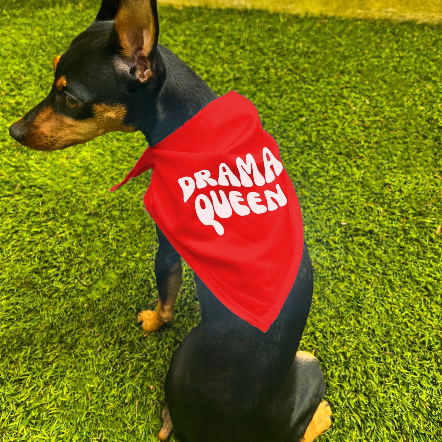 "Drama Queen" Retro Wave Dog Bandana