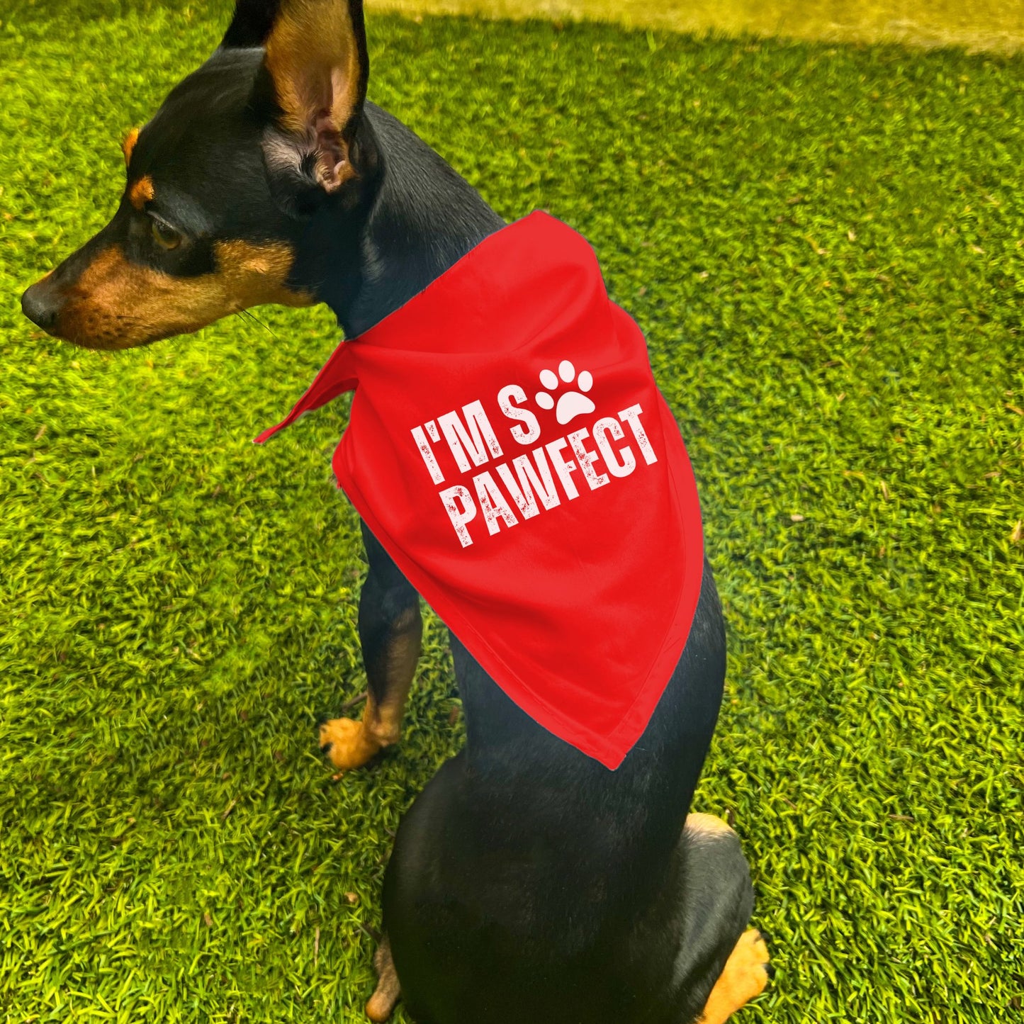 "I'm So PAWfect" Dog Bandana