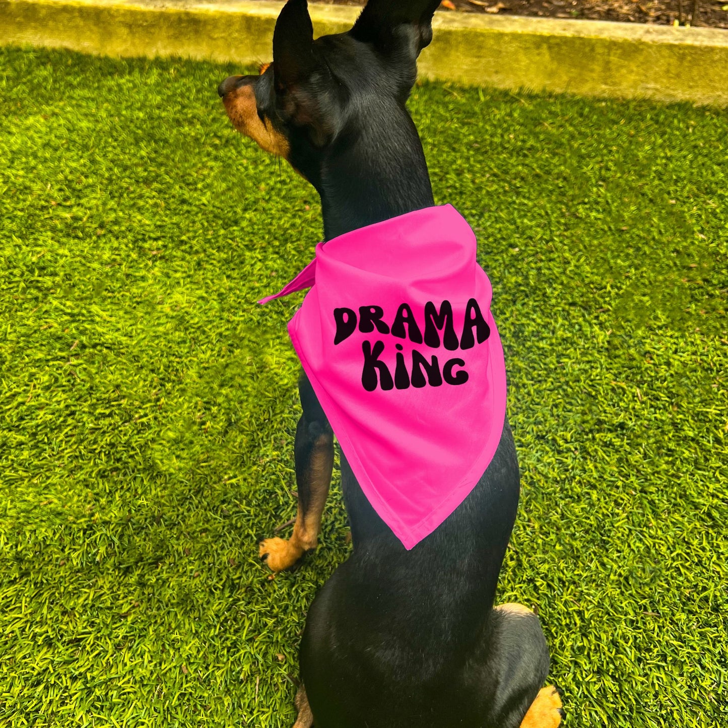 "Drama King" Retro Wave Dog Bandana