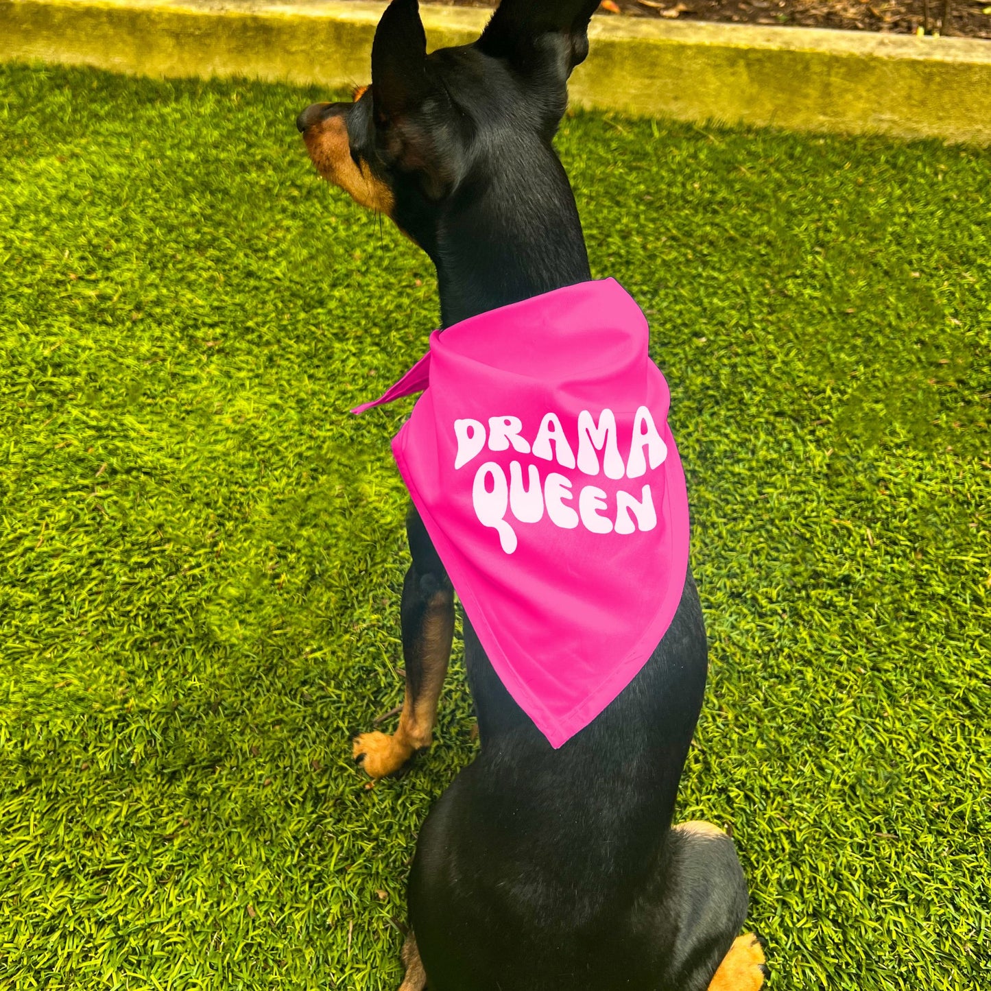 "Drama Queen" Retro Wave Dog Bandana