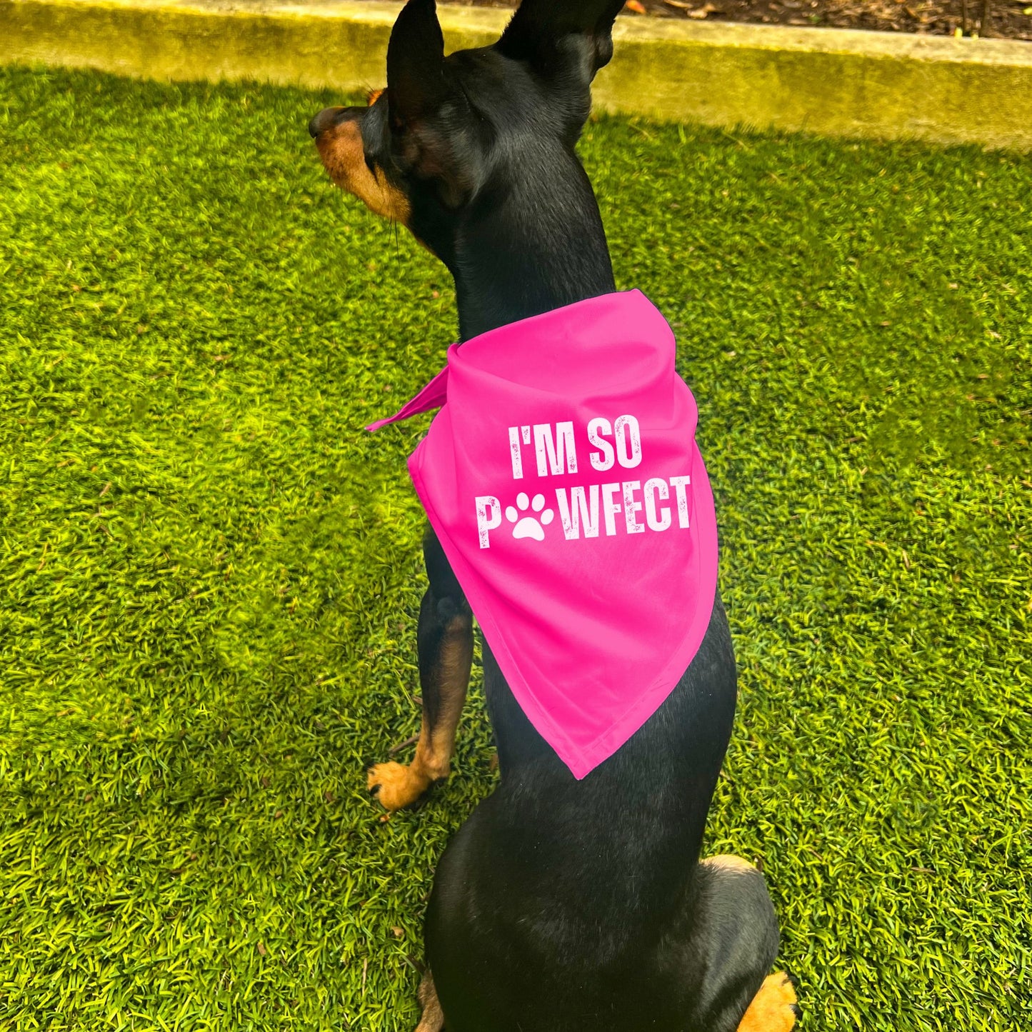 "I'm SO Pawfect" Dog Bandana