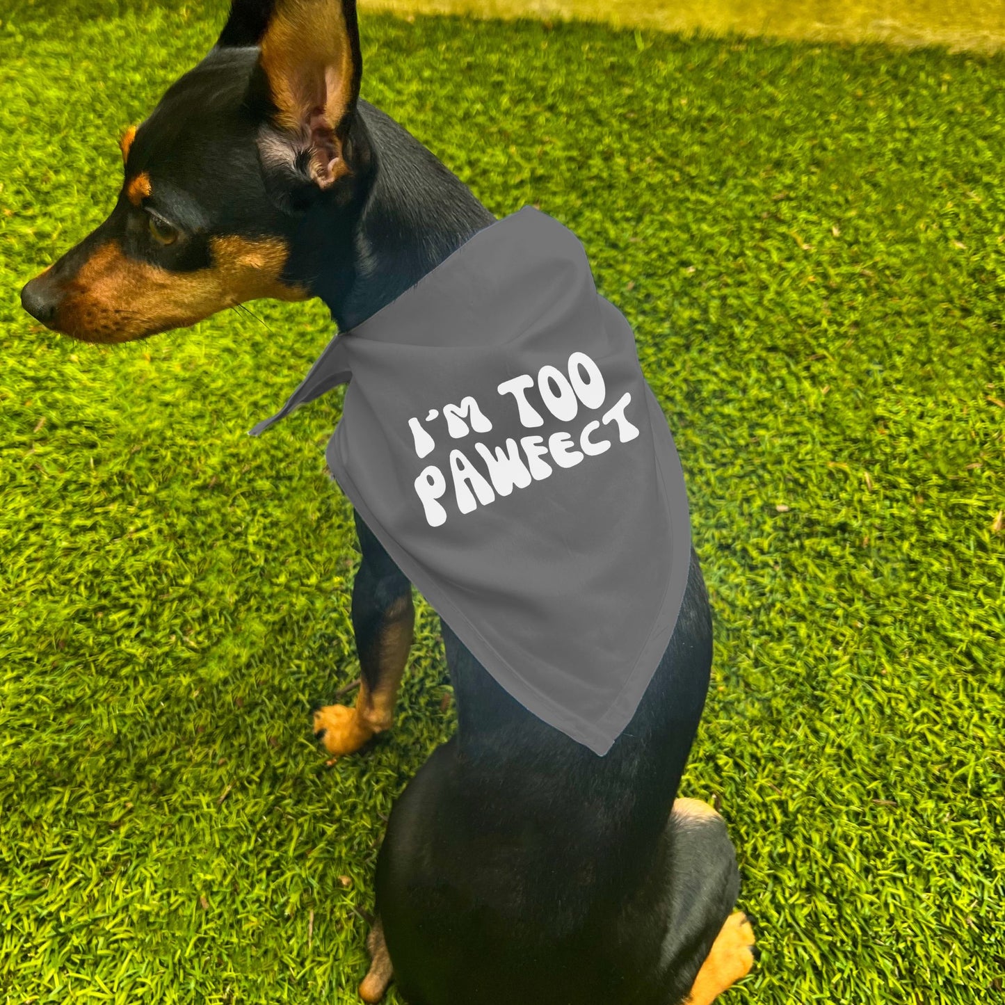 "I'm Too Pawfect" Dog Bandana