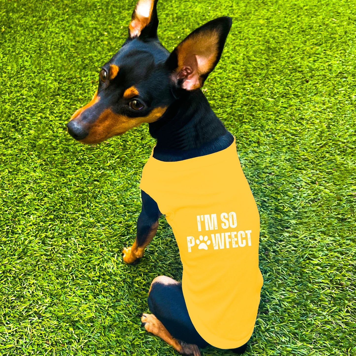 "I'm So PAWfect" Dog Shirt