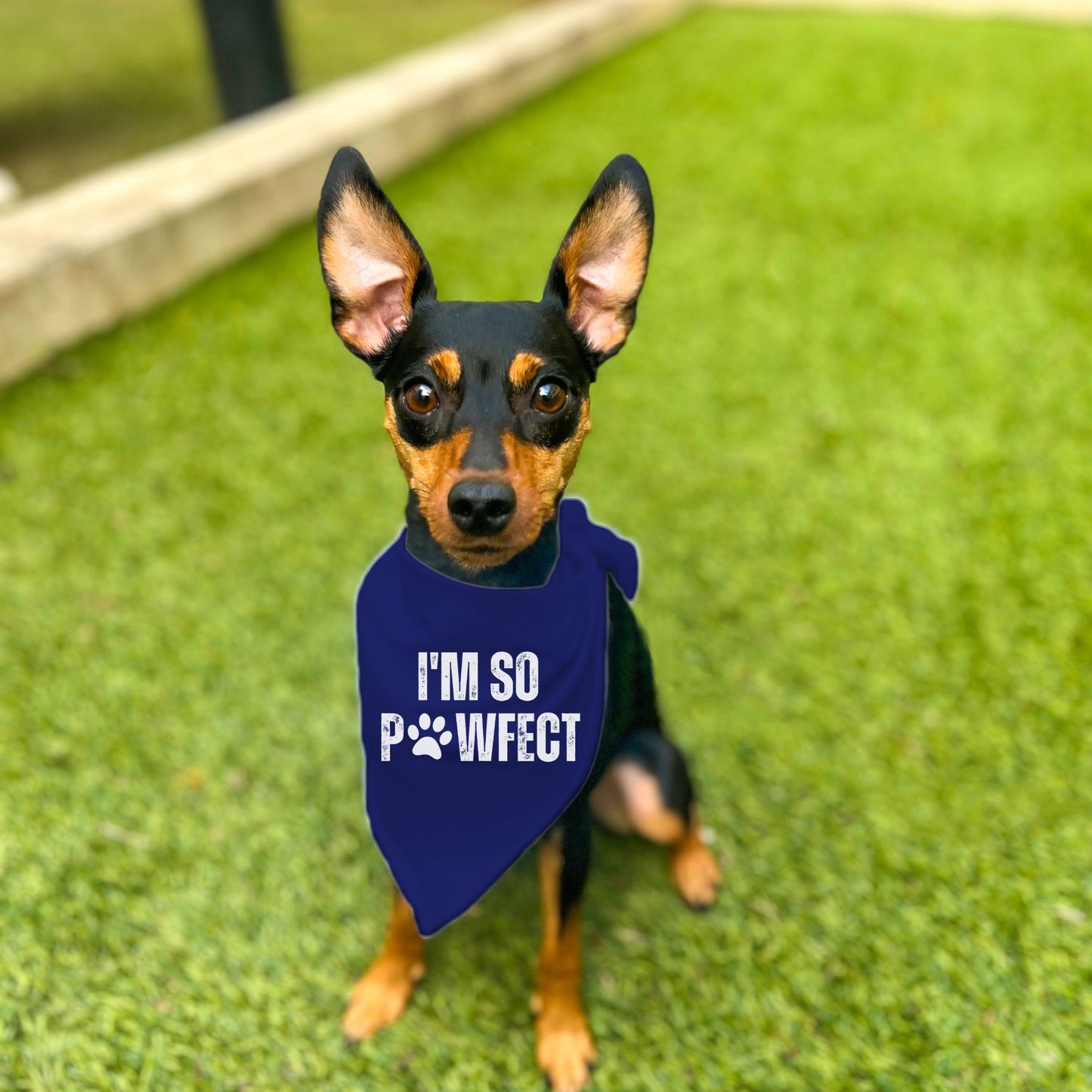 "I'm SO Pawfect" Dog Bandana