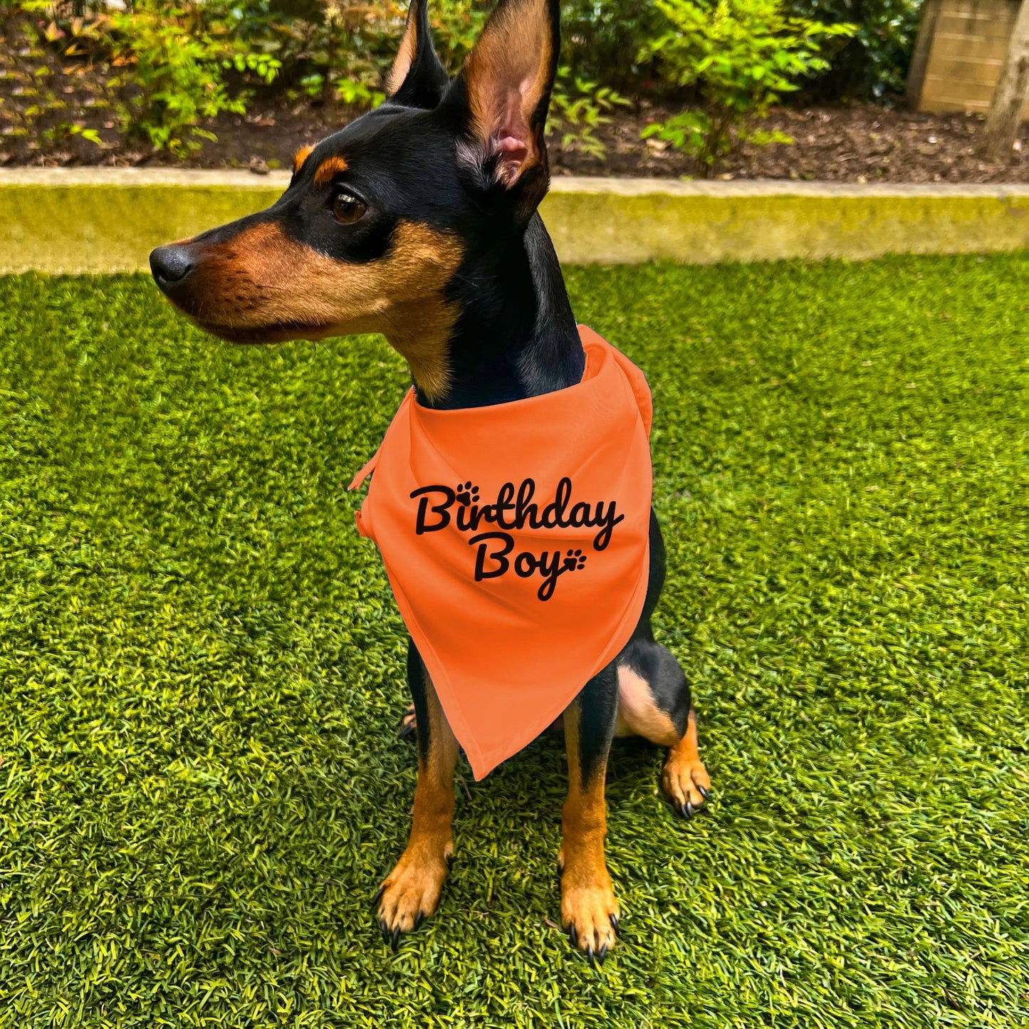 "Birthday Boy" Dog Bandana