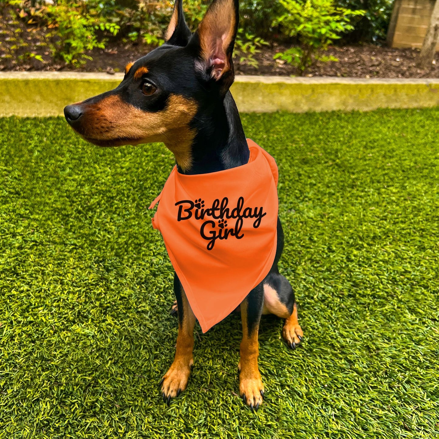 "Birthday Girl" Dog Bandana