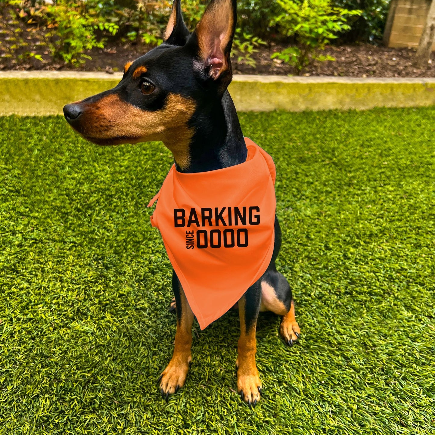 "Barking Since 0000" Custom Dog Bandana