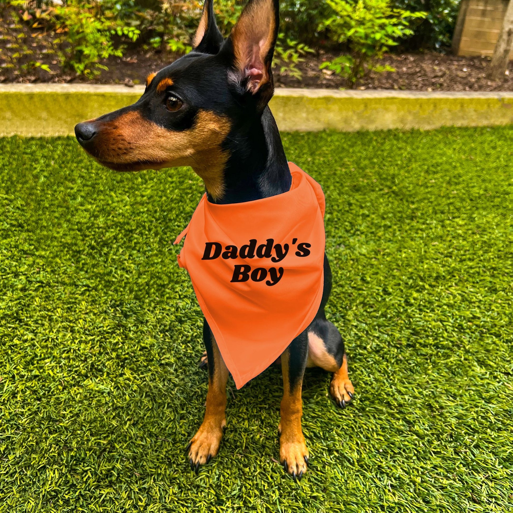 Daddy's Boy Dog Bandana – Barkfits Co.