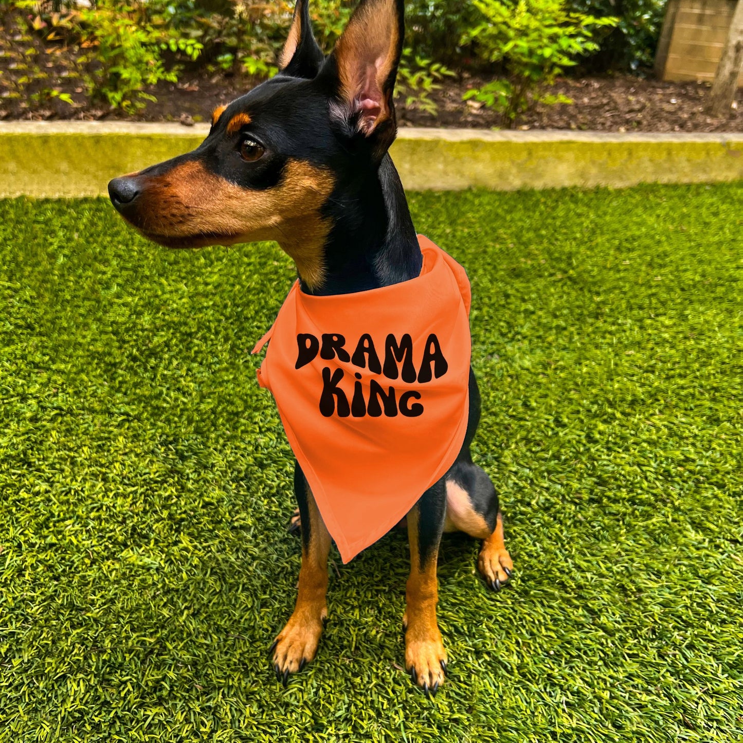 "Drama King" Retro Wave Dog Bandana