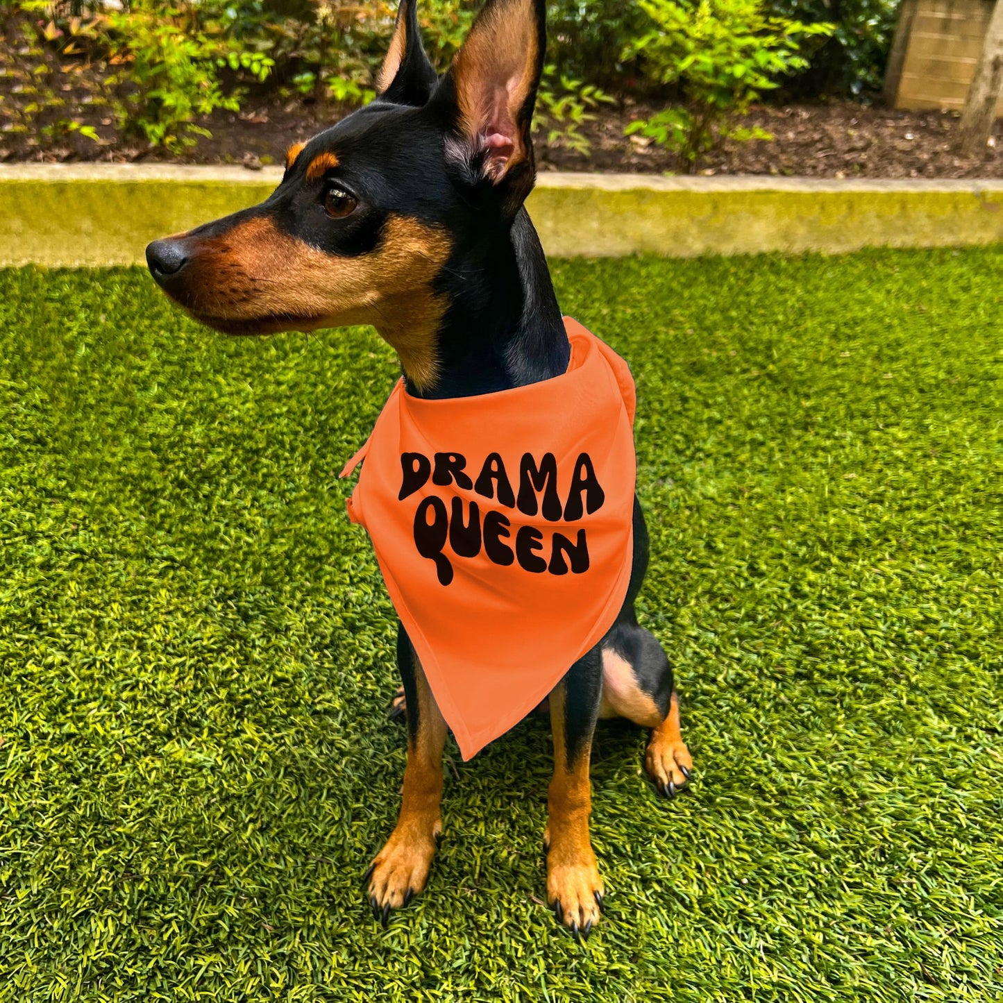 "Drama Queen" Retro Wave Dog Bandana