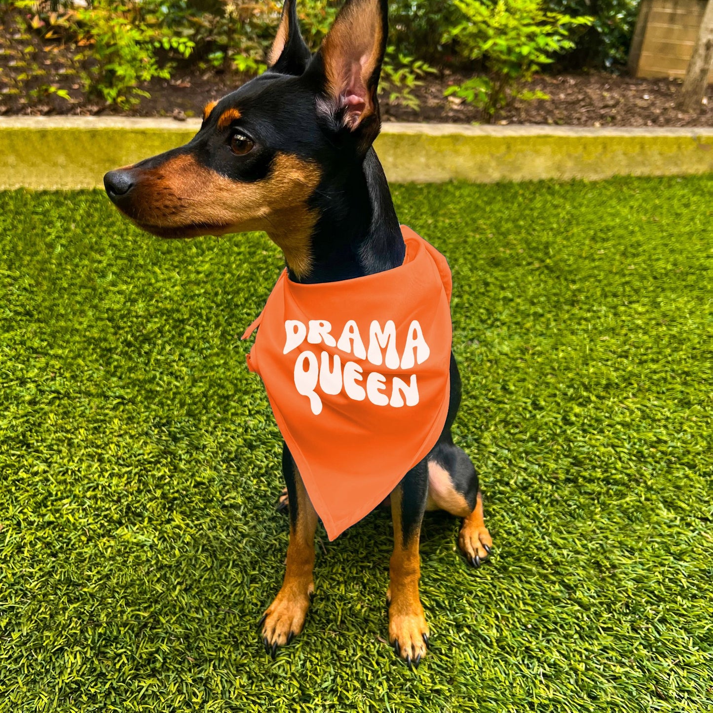 "Drama Queen" Retro Wave Dog Bandana