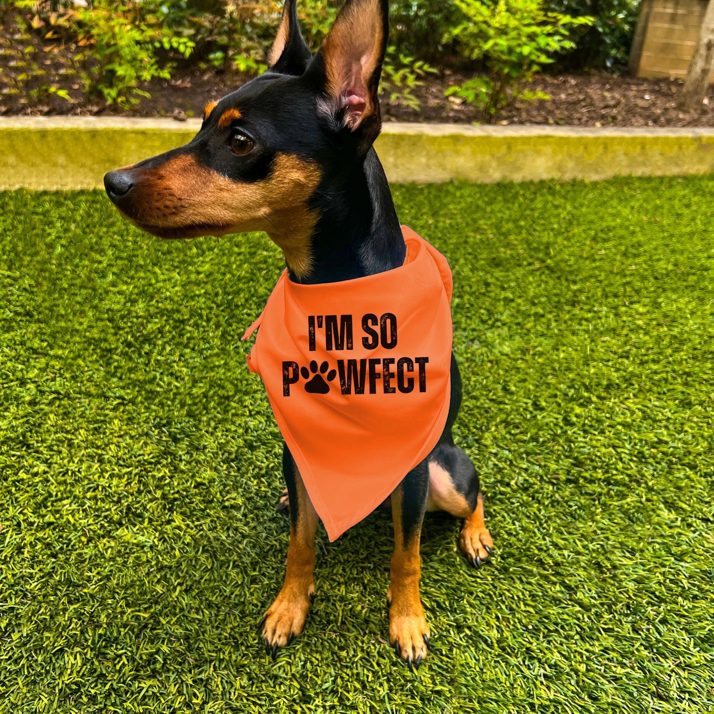 "I'm SO Pawfect" Dog Bandana