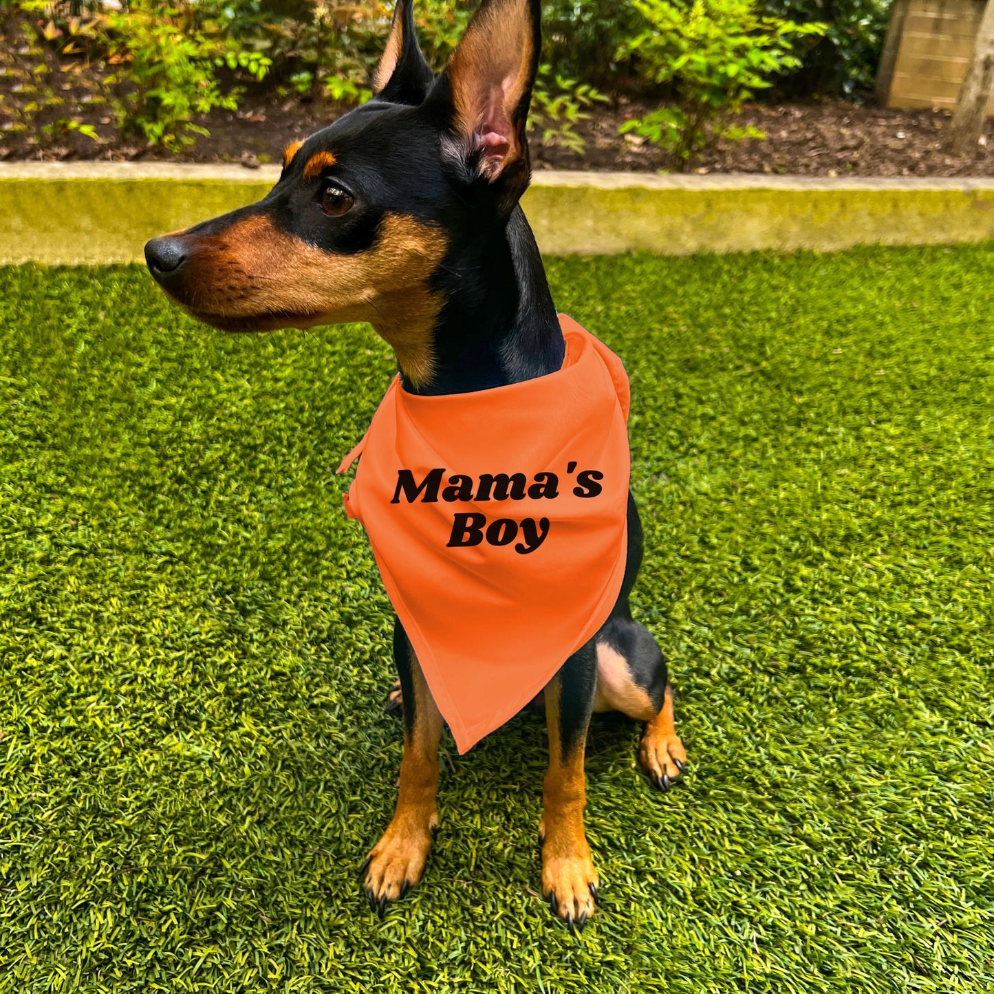 "Mama's Boy" Dog Bandana