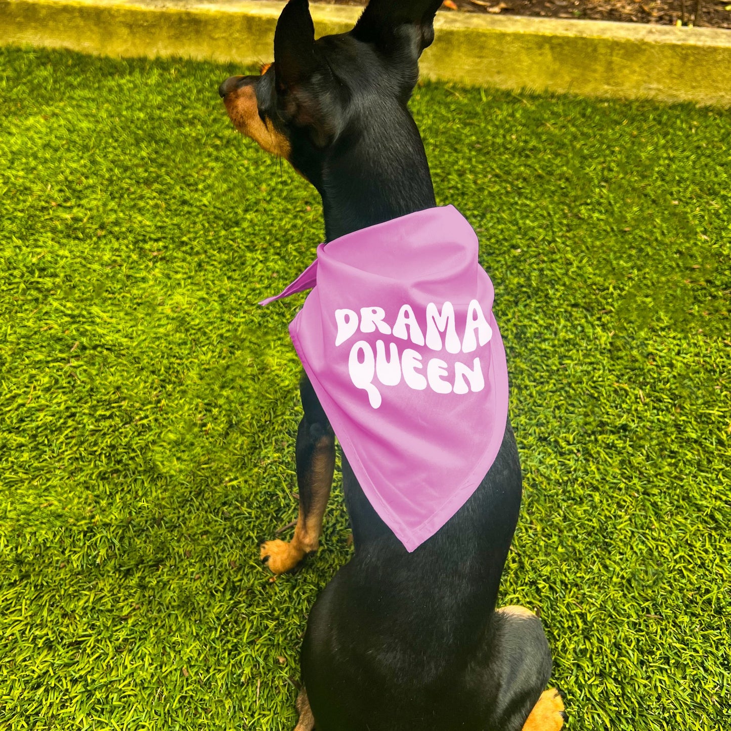 "Drama Queen" Retro Wave Dog Bandana